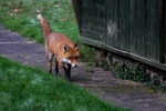 Fox in the Garden - Jan 2013-24