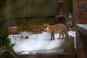 Fox in the Garden - Jan 2013-4